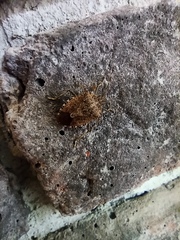 Halyomorpha halys