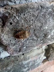 Halyomorpha halys