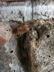 Halyomorpha halys