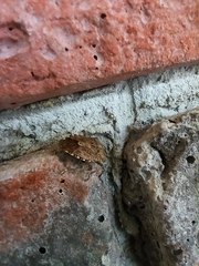 Halyomorpha halys