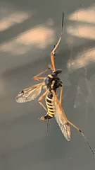 Ctenophora flaveolata