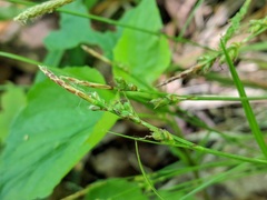 Carex communis communis