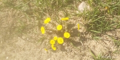 Tussilago