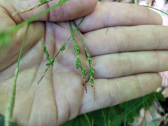 Carex communis communis