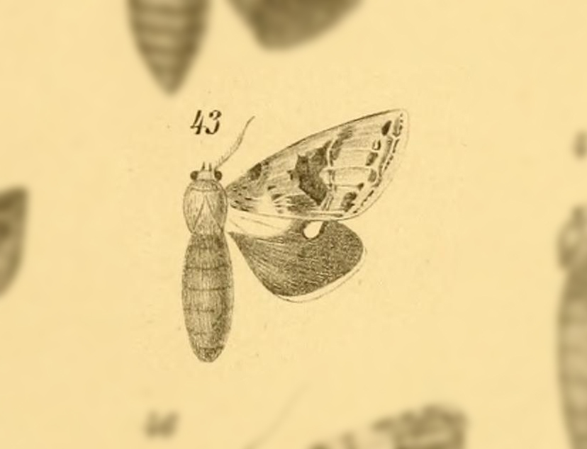 Pseudodryas olivacea