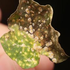 Aspidiotus hedericola