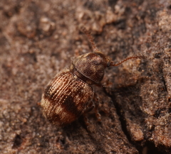 Xynotropis