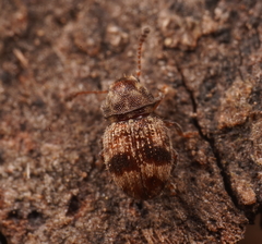 Xynotropis