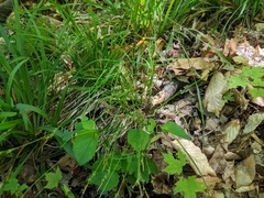 Carex communis communis