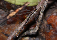 Episynlestes cristatus