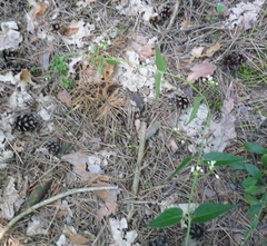 Vincetoxicum hirundinaria hirundinaria