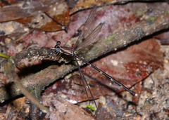 Episynlestes cristatus