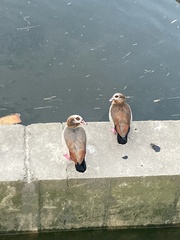 Alopochen aegyptiaca