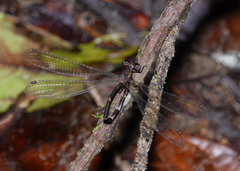 Episynlestes cristatus