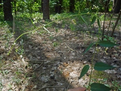 Vincetoxicum hirundinaria hirundinaria