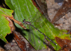 Episynlestes cristatus