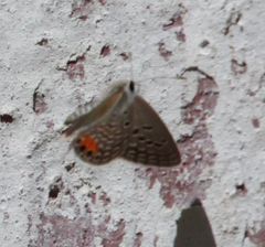 Freyeria trochylus