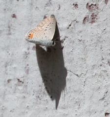 Freyeria trochylus
