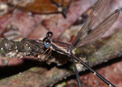 Episynlestes cristatus