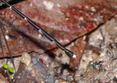 Episynlestes cristatus