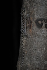 Phyllodactylus homolepidurus