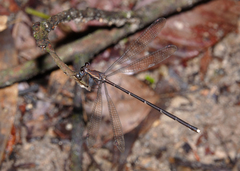 Episynlestes cristatus