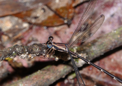 Episynlestes cristatus