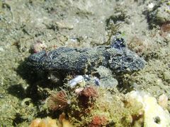 Paraploactis kagoshimensis