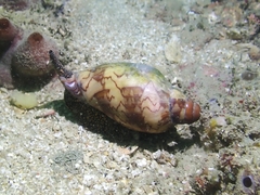 Cymbiola nobilis