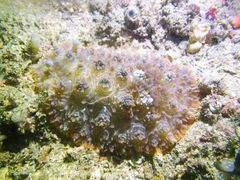 Dendrodoris tuberculosa