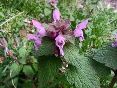 Lamium purpureum