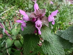 Lamium purpureum