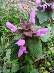 Lamium purpureum