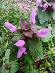 Lamium purpureum