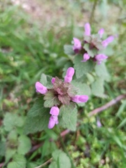 Lamium purpureum