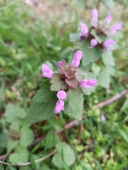 Lamium purpureum