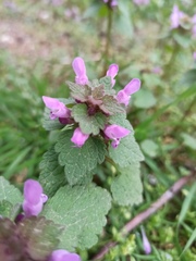 Lamium purpureum