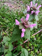 Lamium purpureum