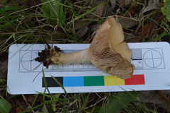 Rhodocybe piperita