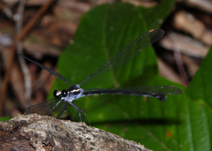 Podopteryx selysi