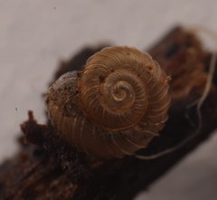 Paralaoma mucoides