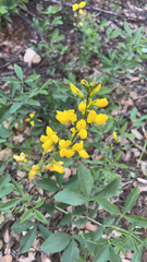 Thermopsis gracilis
