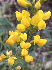 Thermopsis gracilis