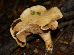 Multifurca stenophylla