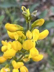 Thermopsis gracilis