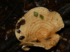Multifurca stenophylla