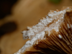 Multifurca stenophylla