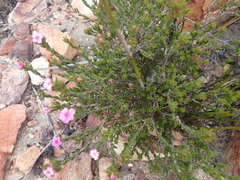 Acmadenia maculata