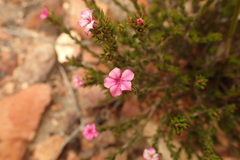 Acmadenia maculata