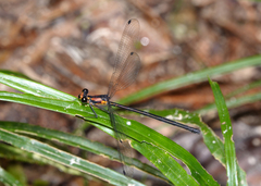 Austroargiolestes aureus